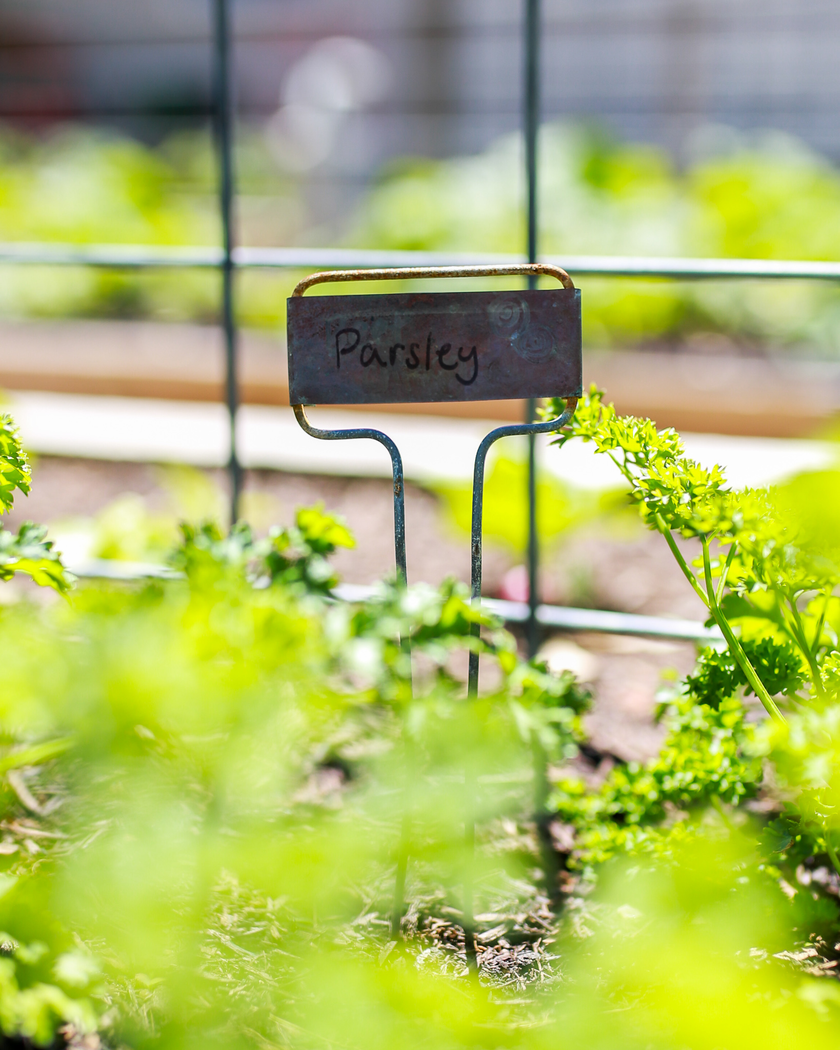 How to grow an herb garden
