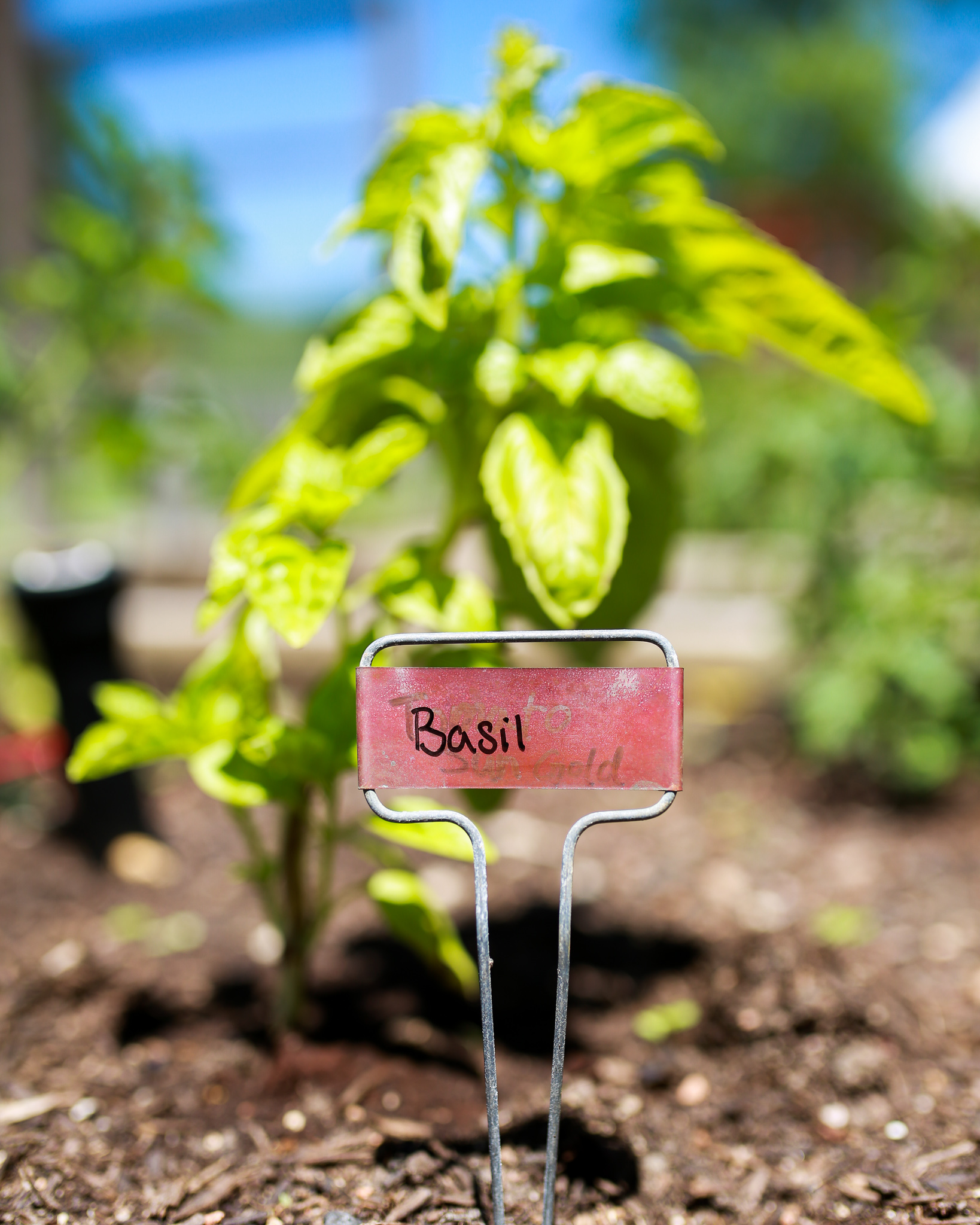 Fresh basil and why you should grow it in your garden