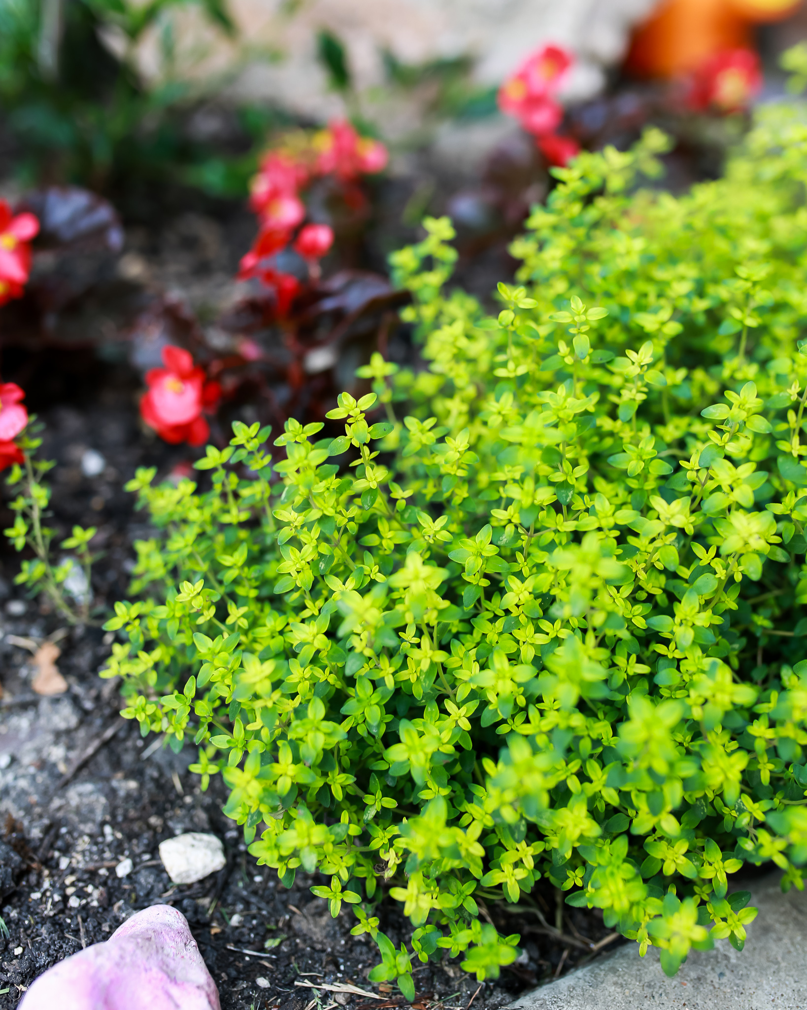English thyme is amazing in eggs, on steak, in cheese dip recipe